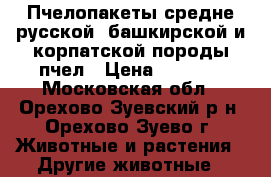 Пчелопакеты средне-русской, башкирской и корпатской породы пчел › Цена ­ 4 000 - Московская обл., Орехово-Зуевский р-н, Орехово-Зуево г. Животные и растения » Другие животные   